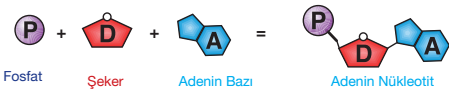 adenin-nukleotidi