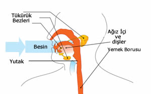 Ağız ve Dişler