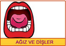 ağız ve dişler