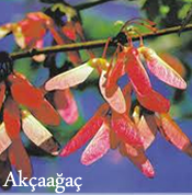 akcaagac