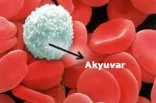 akyuvar