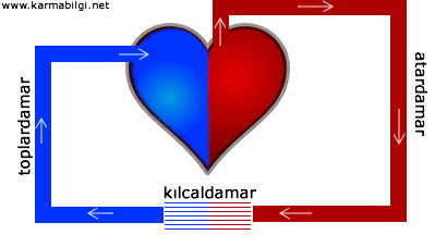 Atardamar, toplardamar, kılcaldamar