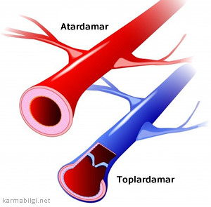 atardamar