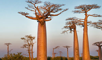 baobab- ağacı