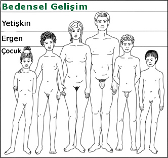 Ergenlikte Bedensel GeliÅŸim