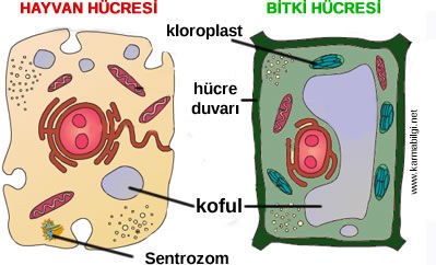 bitki-hayvan-fark