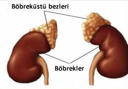 bobrekustu