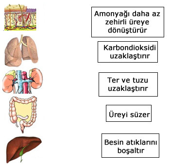 Boşaltım sistemi organları