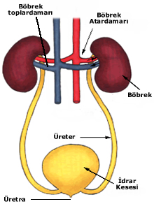 Böbrekler ve boşaltım