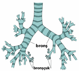 bronş ve bronşcuk