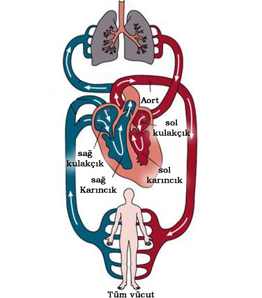 büyük kan dolaşımı