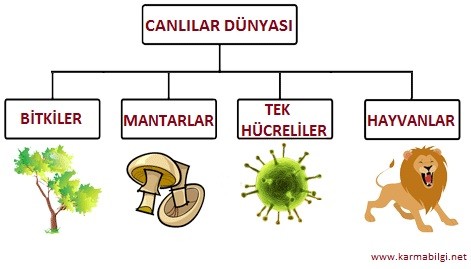 Canlıların sınıflandırılması