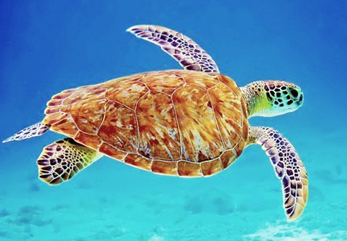 caretta caaretta