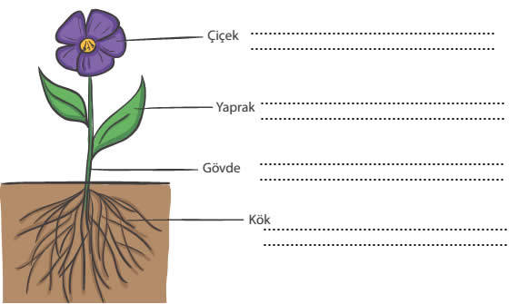 cicek-soru-5