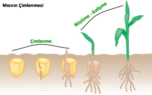 Çimlenme