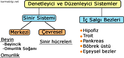 denetleyici-ve-duzenleyici-sistemler