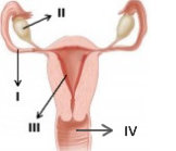 disi-ureme-soru