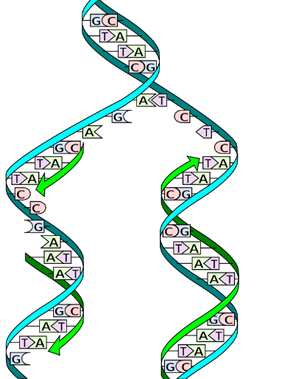 dna-kopyalama