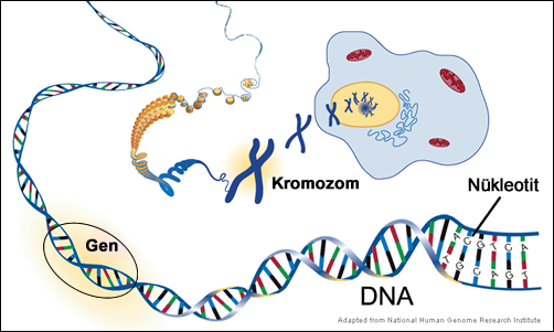 dna-kromozom-gen