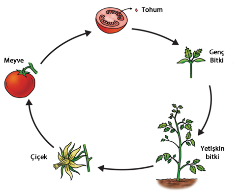 Domatesin hayat döngüsü