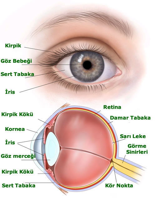 gözün