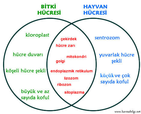 hayvan-bitki-hucre-fark