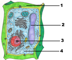 hucre-soru-2