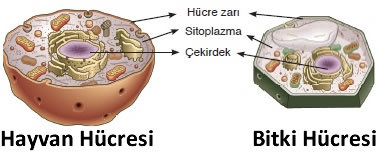 hucrenin-temel-kisimleri