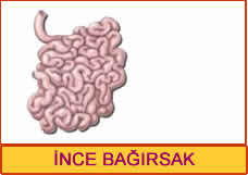 ince-bagirsak