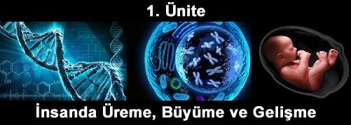 İnsanda Üreme, Büyüme ve Gelişme