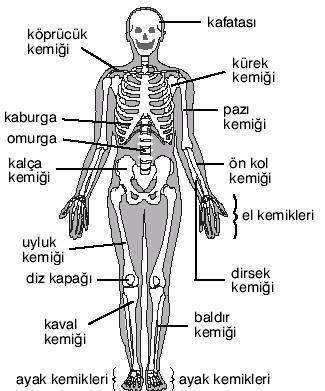 kemik-isimleri