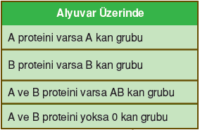 kan grupları