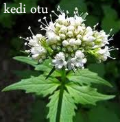 kedi-otu