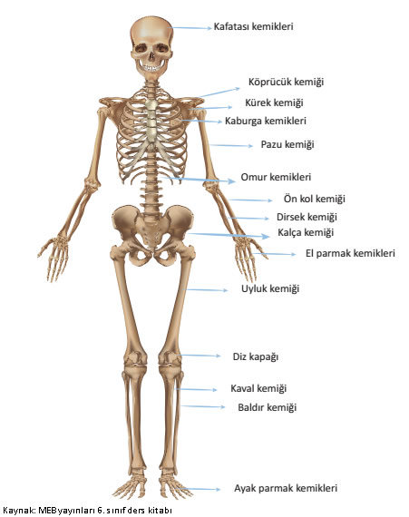 kemik isimleri