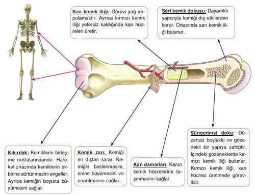 kemiğin yapısı