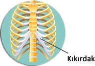 kıkırdak kaburga