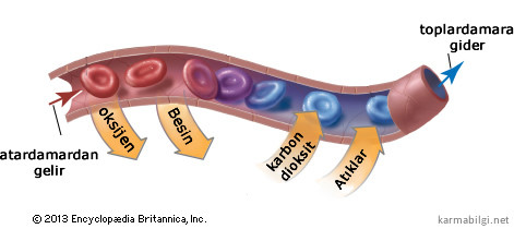 kılcal damarlarda madde değişimi