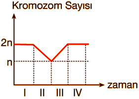 kromozom-grafik