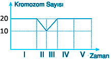 kromozom-sayisi-soru