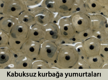 kurbağa yumurtası