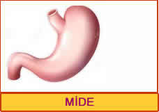 mide