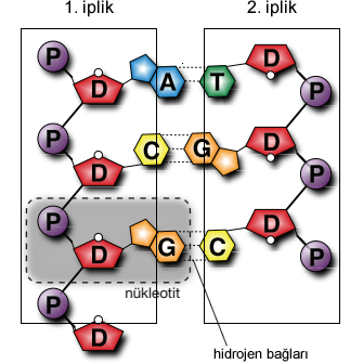 nükleotitlerin eşleşmesi (bağlanması)