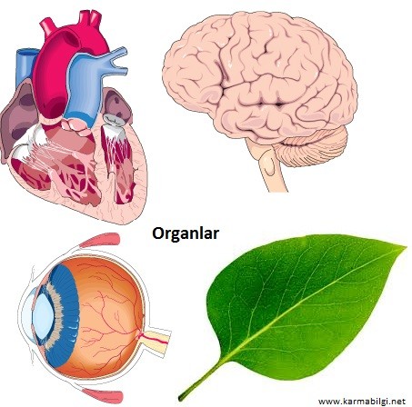 Organlara örnekler.