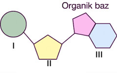 organik-baz-soru