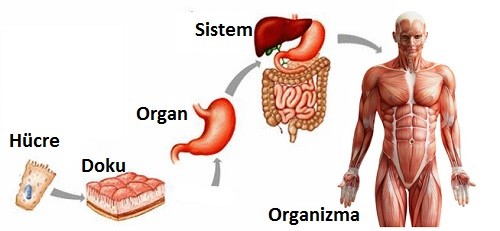 organizma