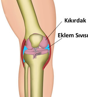 Eklem Nedir? |