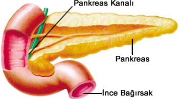 pankreas kanalı