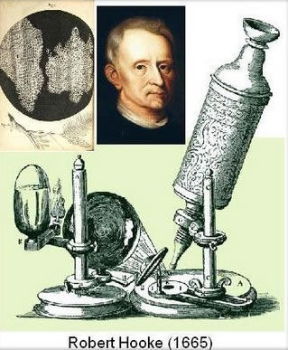 robert-hooke