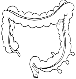 sindirim-sistemi-organlari