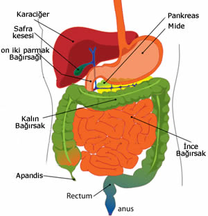 Sindirim Sistemi